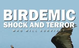 Птицекалипсис: Шок и трепет (2010)