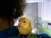 Марішка Руцька фотография #35 (источник - https://vk.com/id157698249)