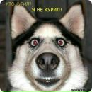 Алік Бєлаус фотография #27 (источник - https://vk.com/id163836353)