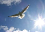 Фотография Киракосян Вергине