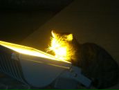 Фотография Шишкиной Любови