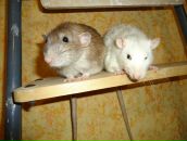 Фотография Продан Анны