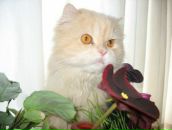 Светик Александрова фотография #17 (источник - https://vk.com/id890244)