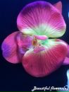 Αлла Κиселева фотография #1