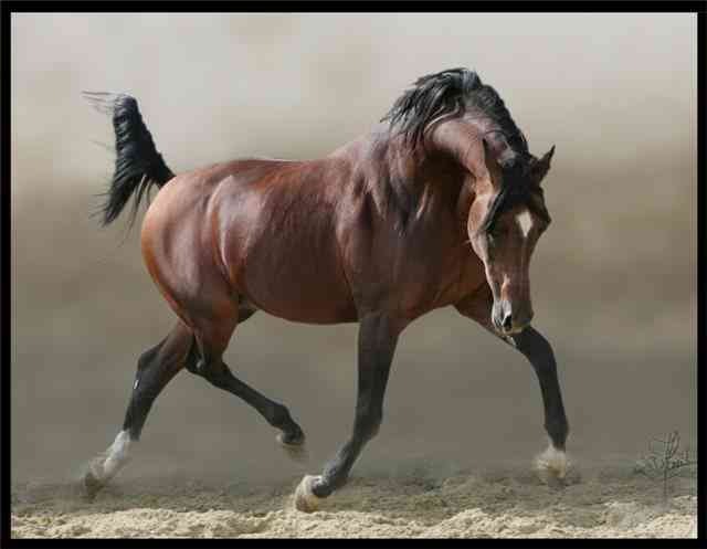 Менги Ондар фотография #14