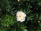 Фотография Львовой Натальи