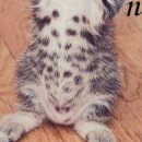 Інна Тодорчук фотография #33 (источник - https://vk.com/id155408833)