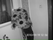 Любчик Плаксій фотография #3 (источник - https://vk.com/id43594789)