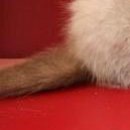 Вероніка Прасол фотография #28 (источник - https://vk.com/id150463864)