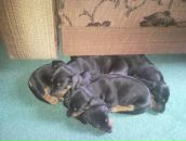 Фотография Окунева Анатолия