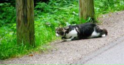 Фотография Lebedewa Elisaweta