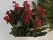 Ліля Сагайдак фотография #16 (источник - https://vk.com/id89238870)