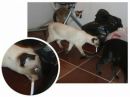 Котэ !!! фотография #4 (источник - https://vk.com/id145725628)