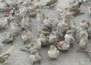 Елена Иванова фотография #3 (источник - https://vk.com/id613232)