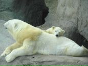 Елена Иванова фотография #5 (источник - https://vk.com/id613232)