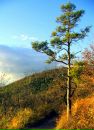 Фотография Сосны Дмитрия