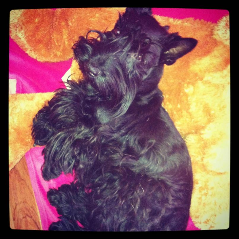 Julia Dibrova фотография #37