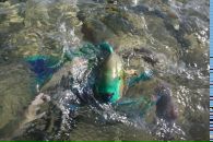 Фотография Топчиян Варвары