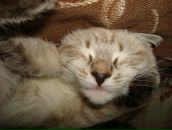 Фотография Кохановской Елены