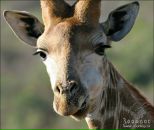 Тетяна Яковлєва фотография #5 (источник - https://vk.com/id30343449)