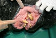 Фотография Каданера Антона