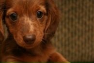 Нікіта Лазарєв фотография #4 (источник - https://vk.com/id68494486)