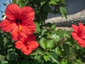 Фотография Klappacher Elvera