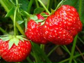 Фотография Юрьевой Елены