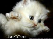 Фотография Timofei Liberov