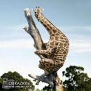 Цэліна Кануннікава фотография #18 (источник - https://vk.com/id92499281)