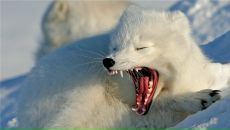 Фотография Чернова Михаила