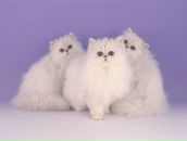 Фотография Такташевой Полины