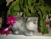 Анна Иванова фотография #23 (источник - https://vk.com/id1762974)