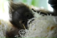 Амина Лазба фотография #46 (источник - https://vk.com/id2708239)