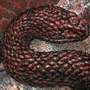 Фотография Гельдта Александра