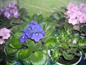 Богдана Лісова фотография #31 (источник - https://vk.com/id16795426)