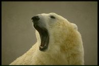 Оксана Іщук фотография #37 (источник - https://vk.com/id159930268)