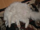 Бєлий Белов фотография #18 (источник - https://vk.com/id59422584)