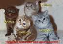 Іванна Білоброва фотография #31 (источник - https://vk.com/id141033219)