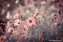 Марина Чернышева фотография #13 (источник - https://vk.com/id134235162)