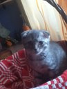 Фотография Кошечкина Георгия