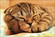 Фотография Королева Константина