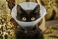 Фотография Улыбчивой Ириски