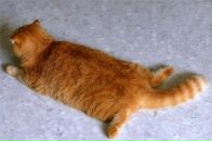 Фотография Агаларовой Виктории