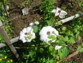 Фотография Любимой Ирины