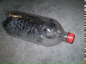 Денис Плугатырёв фотография #4 (источник - https://vk.com/id2662033)