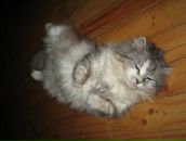 Фотография Романовича Алексея