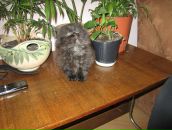 Еріка Маркевич фотография #6 (источник - https://vk.com/id11275356)