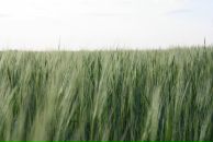 Виктор Иванов фотография #10 (источник - https://vk.com/id2597380)