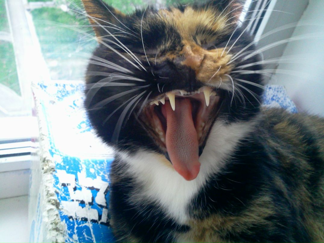 Софья Цховребадзе фотография #6